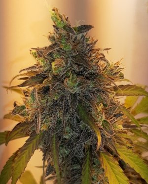 20220622_211911.jpg 20220622_211911.jpg