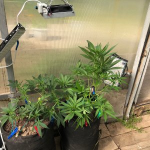 C049E67A-F44D-4334-B898-2E217914985E.jpeg C049E67A-F44D-4334-B898-2E217914985E.jpeg