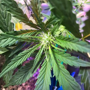 2427B9B8-ACAD-44B3-8708-1A74E8FB08B4.jpeg 2427B9B8-ACAD-44B3-8708-1A74E8FB08B4.jpeg