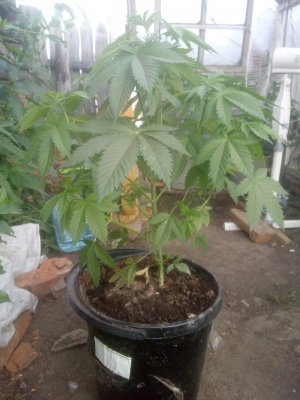 IMG_20220624_201608.jpg IMG_20220624_201608.jpg