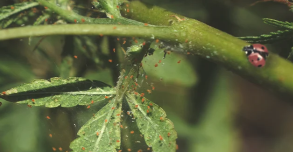 1656102097461.png 1656102097461.png