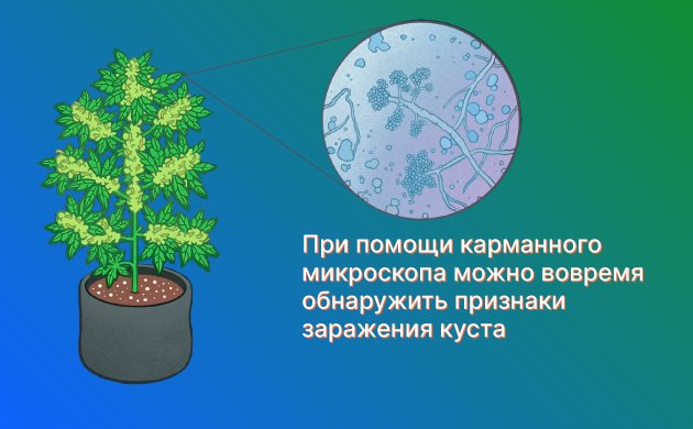 Как обнаружить плесень на кусте конопли Как обнаружить плесень на кусте конопли