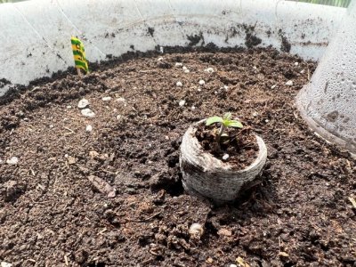 85445BF6-2A6D-462C-934D-03D4472BA11B.jpeg 85445BF6-2A6D-462C-934D-03D4472BA11B.jpeg