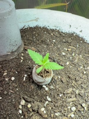 D4D06D3A-CE81-4EF4-9623-EC5C6A3EE504.jpeg D4D06D3A-CE81-4EF4-9623-EC5C6A3EE504.jpeg