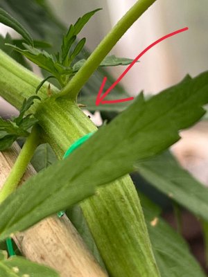 74C5DFF0-6E5A-42A0-BDAB-F5BA550E7543.jpeg 74C5DFF0-6E5A-42A0-BDAB-F5BA550E7543.jpeg