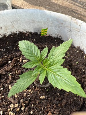 3C8769BC-3FF5-401F-ADBF-5BBC853EF4E2.jpeg 3C8769BC-3FF5-401F-ADBF-5BBC853EF4E2.jpeg