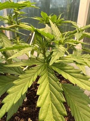 36F4EF68-C9B4-450E-A8D3-3EF102C1F62D.jpeg 36F4EF68-C9B4-450E-A8D3-3EF102C1F62D.jpeg