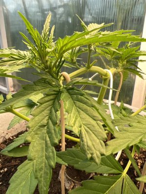 538F3805-3BE7-4C37-82FE-28700626ECAB.jpeg 538F3805-3BE7-4C37-82FE-28700626ECAB.jpeg