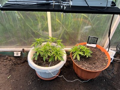 F0599B01-69E1-41B5-8A3C-34B242999F2B.jpeg F0599B01-69E1-41B5-8A3C-34B242999F2B.jpeg