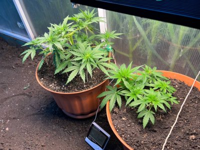 A089A993-E010-44BF-BBD5-0D575E427C48.jpeg A089A993-E010-44BF-BBD5-0D575E427C48.jpeg