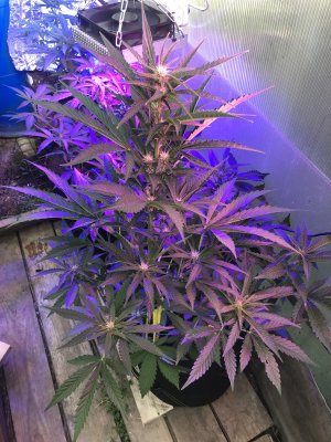 1ECE34FD-5FD3-45B6-80C7-4921BF54D4D6.jpeg 1ECE34FD-5FD3-45B6-80C7-4921BF54D4D6.jpeg