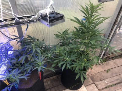 AFF3EBFD-6DDA-40EC-B20A-D33AAE6C73CB.jpeg AFF3EBFD-6DDA-40EC-B20A-D33AAE6C73CB.jpeg