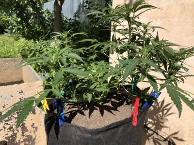 E6C2F256-8E39-4BBF-A439-BEC22F5249C7.jpeg E6C2F256-8E39-4BBF-A439-BEC22F5249C7.jpeg