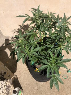 FED687A8-AF89-4040-9C6B-5451BBBE074A.jpeg FED687A8-AF89-4040-9C6B-5451BBBE074A.jpeg