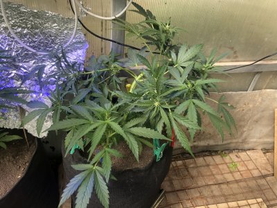 F61A161F-7ACC-48C3-971C-F5D78B6F407F.jpeg F61A161F-7ACC-48C3-971C-F5D78B6F407F.jpeg