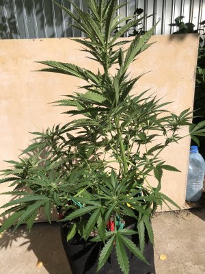 98F80617-0424-45BA-A6E8-8A9A486E142B.jpeg 98F80617-0424-45BA-A6E8-8A9A486E142B.jpeg