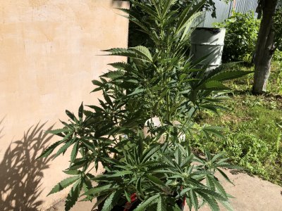 F092E9B5-CB93-4128-9AEF-FF23190AFA0E.jpeg F092E9B5-CB93-4128-9AEF-FF23190AFA0E.jpeg