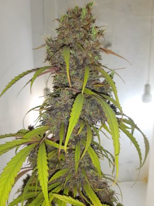 20220701_221903.jpg 20220701_221903.jpg