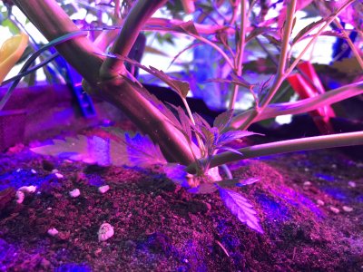 1FBFED34-0077-454F-A2F9-25DC03494311.jpeg 1FBFED34-0077-454F-A2F9-25DC03494311.jpeg