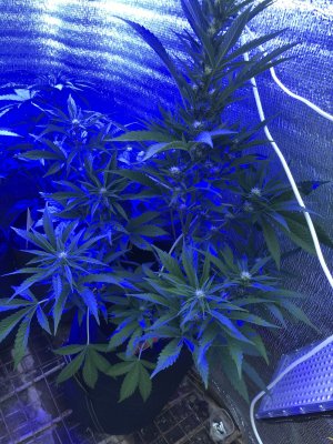 DE0CA89E-427C-4351-83DA-F35F18D3D729.jpeg DE0CA89E-427C-4351-83DA-F35F18D3D729.jpeg