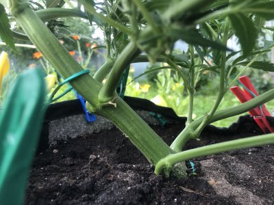 CC9C9488-13F3-4003-A5A6-432D8A435304.jpeg CC9C9488-13F3-4003-A5A6-432D8A435304.jpeg