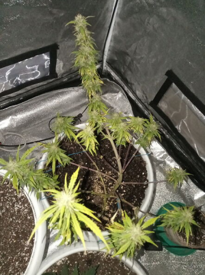 1656923263357.png 1656923263357.png