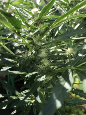 45312241-A2A6-40F3-867C-07894B69C0DA.jpeg 45312241-A2A6-40F3-867C-07894B69C0DA.jpeg