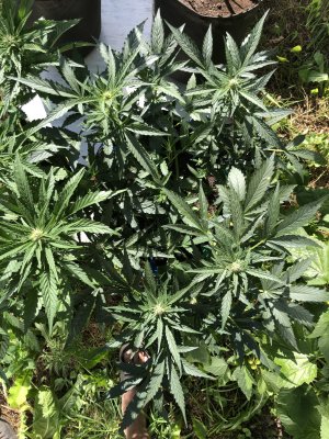 F694A9E3-8B6C-446D-A82B-F1AE735F0690.jpeg F694A9E3-8B6C-446D-A82B-F1AE735F0690.jpeg