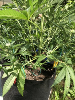 FC193D2E-BE28-430E-ADA9-B3C4E387EAF3.jpeg FC193D2E-BE28-430E-ADA9-B3C4E387EAF3.jpeg