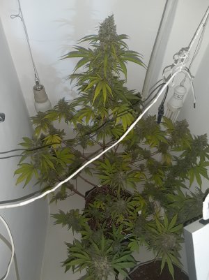 20220708_151304.jpg 20220708_151304.jpg