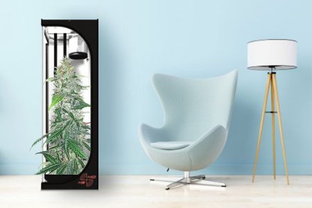 место для выращивания конопли место для выращивания конопли