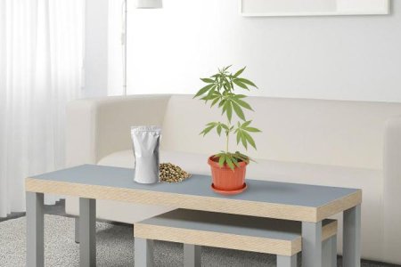 как выращивать семена конопли как выращивать семена конопли