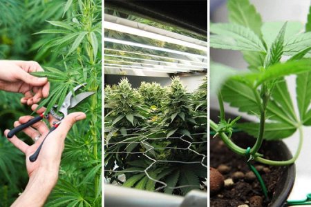 топпинг совместно с LST и ScrOG топпинг совместно с LST и ScrOG