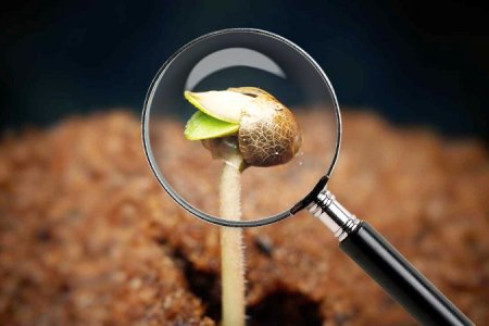 рассада конопли не сбросила каску