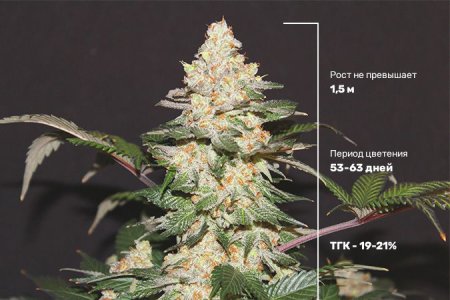 описание сорта ак 47