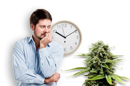 Срок созревания и уход разных видов конопли Срок созревания и уход разных видов конопли