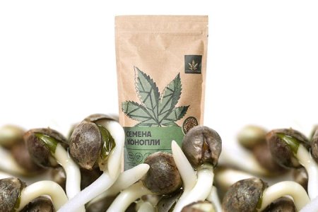 подготовка к проращиванию семян конопли подготовка к проращиванию семян конопли