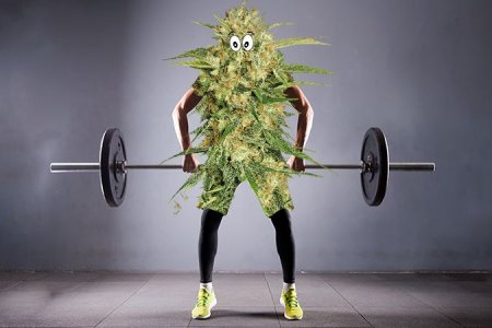 Тренировка конопли во время вегетации Тренировка конопли во время вегетации