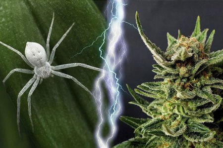 Cорт конопли White Widow Cорт конопли White Widow