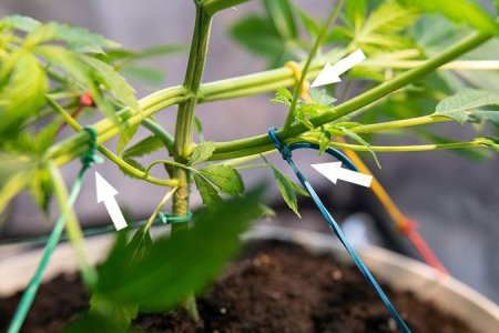 LST подгиб конопли LST подгиб конопли