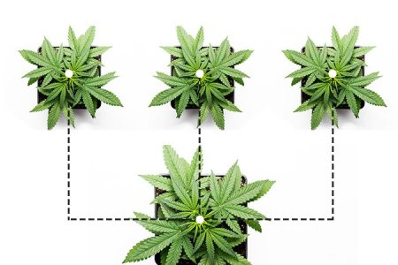 SOG техника выращивания конопли SOG техника выращивания конопли