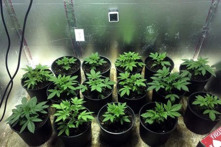 техника море зелени техника море зелени