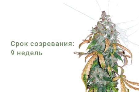 Сорт конопли Auto White Widow Сорт конопли Auto White Widow