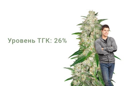 Сорт каннабиса Gelato Auto