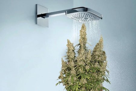 полив конопли