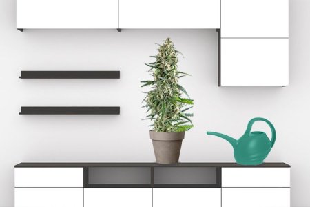 правильный полив каннабиса