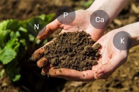 Органические удобрения для конопли