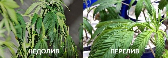 фото5.jpg фото5.jpg