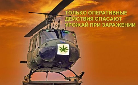 Уход за автоцветом при выращивании в аутдоре Уход за автоцветом при выращивании в аутдоре