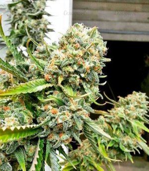 сорт конопли Critical+.jpg сорт конопли Critical+.jpg